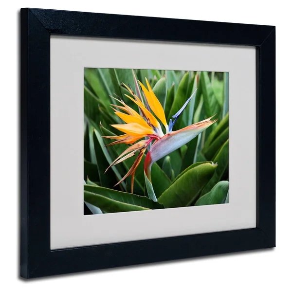 Trademark Fine Art Bird of Paradise Matted Framed Art by Pierre Leclerc, Size: 16 x 20