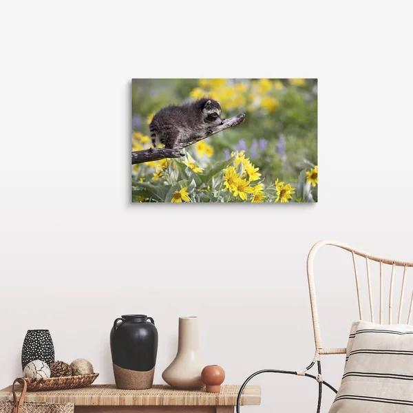 Baby Raccoon in Captivity, Animals of Montana, Bozeman, Montana, Large Solid-Faced Canvas Wall Art Print, Great Big Canvas