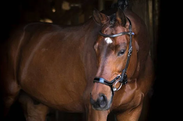 PS of Sweden Pioneer Snaffle Bridle - Black
