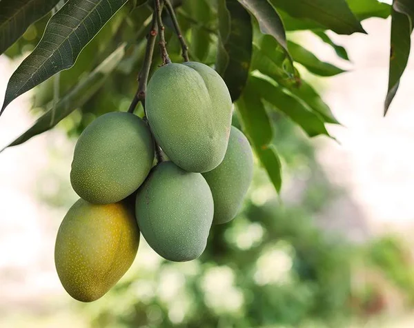 Diced Mango, 44 Pounds - by Food to Live