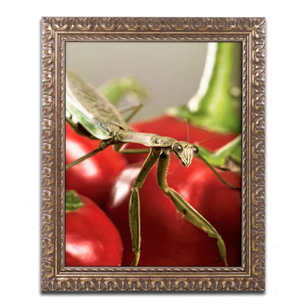 Trademark Fine Art Praying Mantis & Pepper 2 inch Canvas Art by Jason Shaffer - Gold Ornate Frame, Size: 16 x 20
