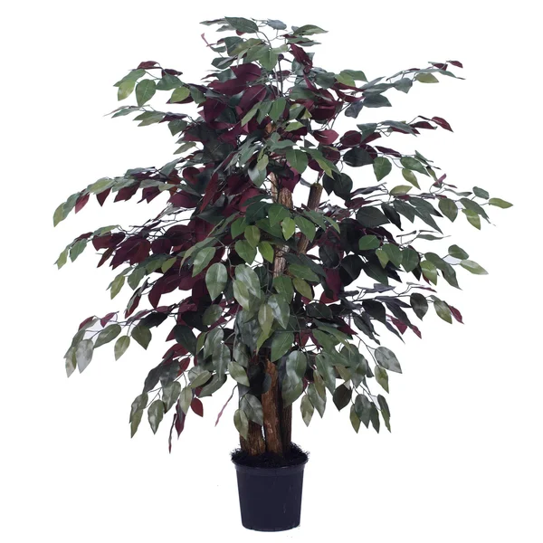 Vickerman TXX0340-06 4& Capensia Extra Full