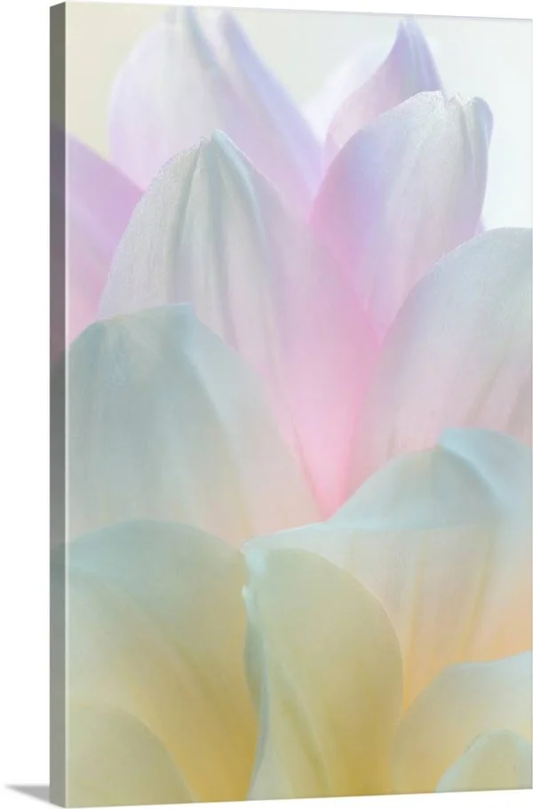 Dahlia Blossom II - Canvas Wall Art, 20x30, Great Big Canvas