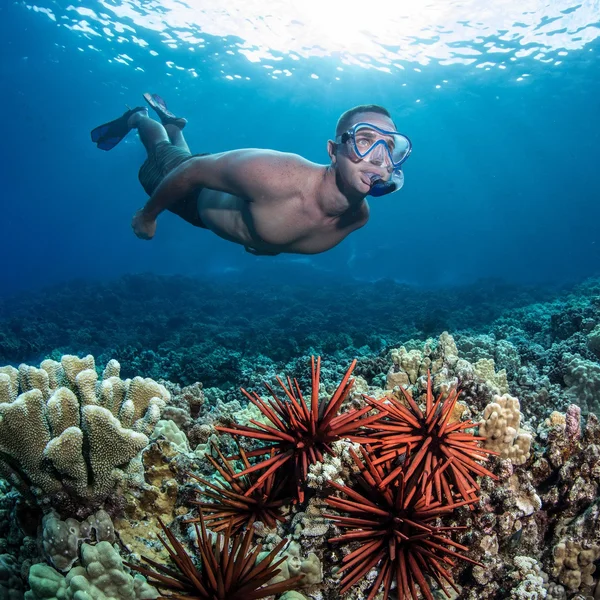 Seavenger Adult and Junior Diving Snorkel Set- Dry Top Snorkel - Trek