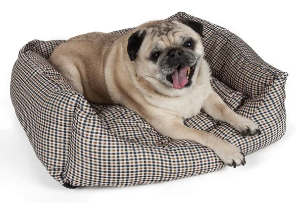 Pet Life Wick-Away Nano-Silver and Anti-Bacterial Water Resistant Rectangular Dog Bed - Dark Brown - Large