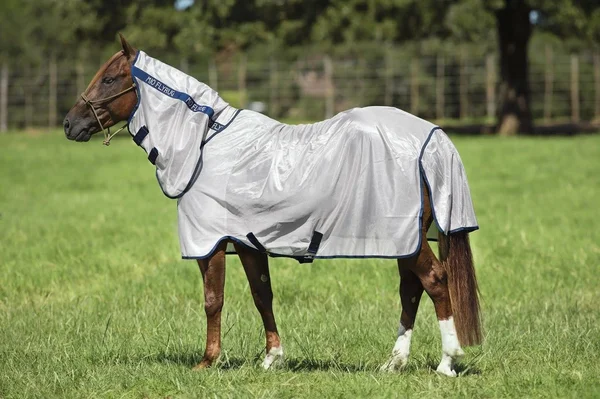 Amigo Mio Combo Fly Sheet 81 Brnz