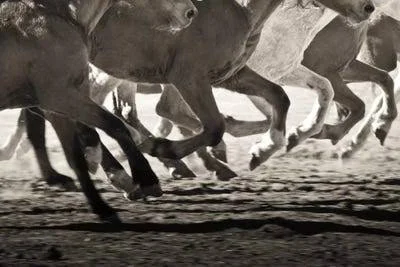 Framed Canvas Art - Off to The Races by Lisa Cueman ( Animal Art > Farm Animals > Horses art)