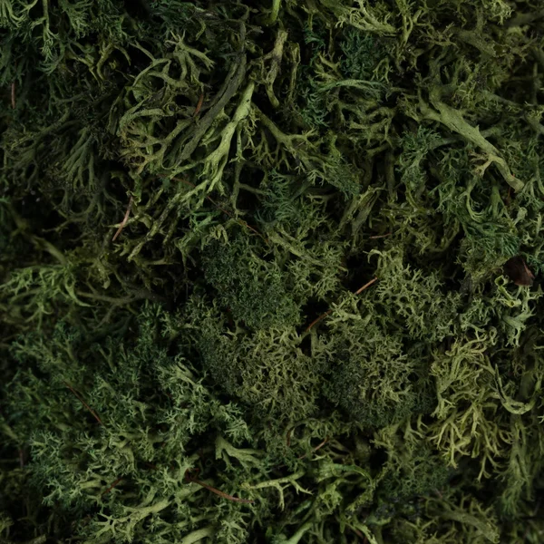 Vickerman 15.5 Reindeer Moss Square-Dark Green