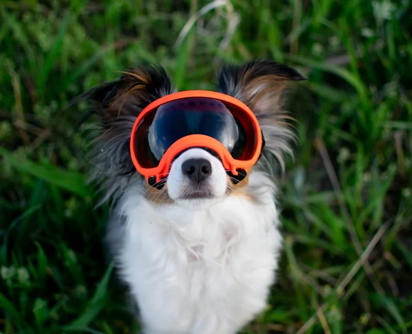 Rex Specs Dog Goggles - Hot Granny Smith - X-Small - 1 Clear & 1 Red Mirror Lens