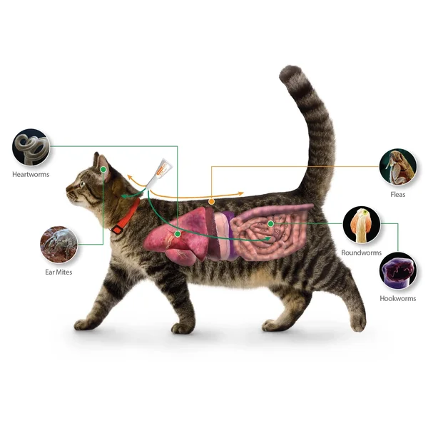 Advantage Multi for Cats 2-5 lbs, 3 Month Supply