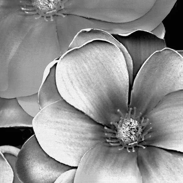 Masterpiece Art Gallery Black & White Magnolia by Frannie Funn Canvas Art Print 24 inch x 24 inch