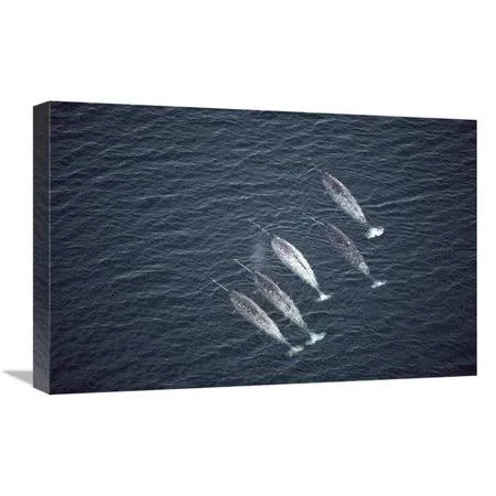16 x 24 in. Narwhals Near Water Surface Aerial View Baffin Island Canada Art Print - Flip Nicklin MI1308867