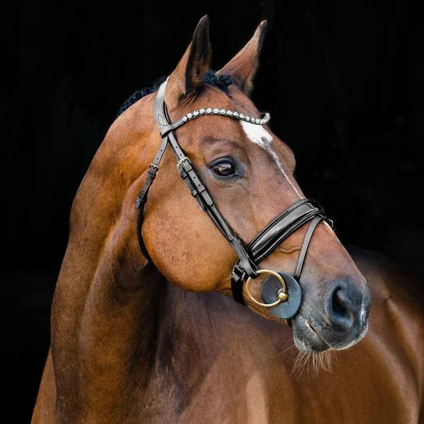 Horze Clermont Bridle Warmblood, Black