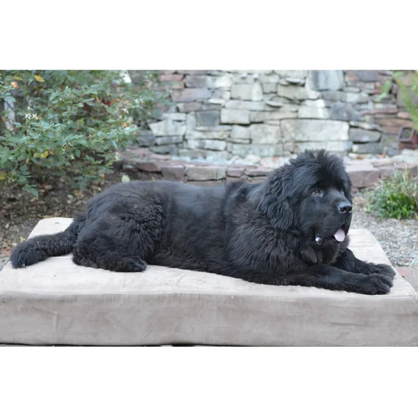 Big Barker 7 inch Pillow Top Orthopedic Dog Bed for Large and Extra Large Breed Dogs (Sleek Edition) - Brown